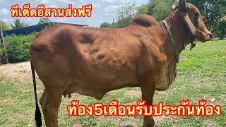 เปิดราคาวัวแม่พันธุ์บรามันแดงท้องKF31รับประกันท้องราคาน่าจับจอง