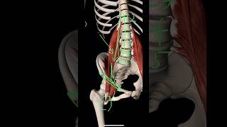 腸腰筋の解剖学 #インナーマッスル