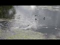 gadwalls and tufted ducks on the long water