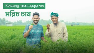 একেই বলে কৃষির নেশা ! নিজ জেলা ছেড়ে, অন্য জেলায় মরিচ চাষ করে বাজিমাত