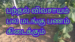 panthal   பந்தல் முறை பயிா் சாகுபடி