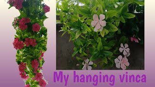 The ultimate vinca for all season|Kumintang Tips|Hanging vinca at Home|Care Tips|Rowejc