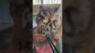 🐯🐯🐯eating  #tigercub  #tiger #kitten #foryou #fpy #cute #kitty  #zoo #adorable