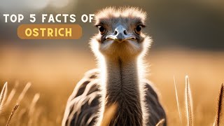 "Discovering the Enigmatic Ostrich: Unveiling their Untold Secrets!"
