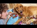 Helping Golden Retriever Give Birth to 11 Puppies