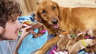 Helping Golden Retriever Give Birth to 11 Puppies