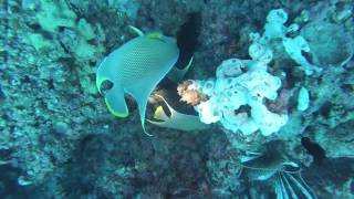 Diving the Captiva Blue Hole