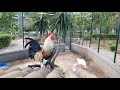 un magnifico gallo che canta al primo mattino 4k 60fps hdr ultra hd