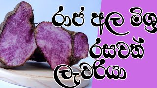 💜️💜️💜️ රාජ අල මිශ්‍ර ලැවරියා 💜️💜️😋😋