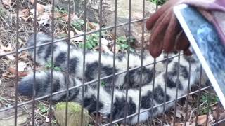 ユキヒョウ赤ちゃんフク　Keeper's talk -2-（おやつ争奪戦）Dec.16,2018　Snow Leopard Cub