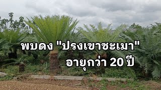 พบดงปรงเขาชะเมา กว่า200ต้น อายุประมาณ20ปี อลังการกว่าที่เคยเจอ!!!