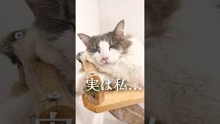 実は私... #猫 #サイベリアン #shorts