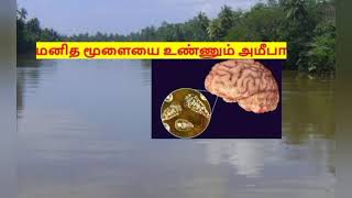 Brain Eating Amoeba / மனித மூளையை உண்ணும் அமீபா  @adichanpaaruappoinmentorder