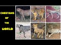 All Cheetah Sub species