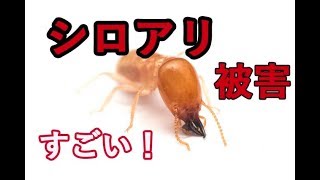 かなり酷い！シロアリ被害 畳の下は・・・株式会社あおき消毒 沼津市.下田市.伊豆市.伊豆の国市.河津町