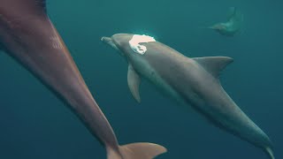 瓶鼻海豚玩塑膠袋 Bottlenose dolphin play with plastic bag