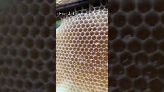 Fresh honey from a fresh comb #bees #beecomb #africa #honey #beekeeping #rawhoney #africanbees