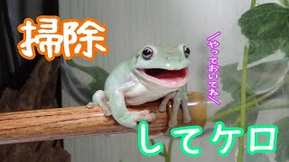 簡単？大変？カエルの飼育ケージのお掃除風景を公開します！White's tree frog