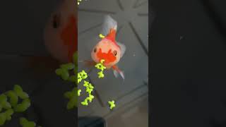 Is this the Rarest Fish?