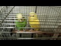 【音量注意】イチャイチャぶりを見せつけられるセキセイインコ（オス♂・成鳥）【超仲良しコンビ第２弾】－かごの外に出してみた（１７３）・カゴの中の様子（７３）