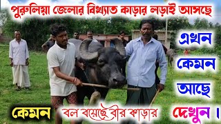 পানু সিং এর কাড়া কেমন আছে দেখুন  ।। এই কাড়ার লড়াই আসছে ⭐Panu Singh kara larai new update