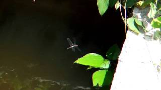 Pseudothemis zonata - paret ova