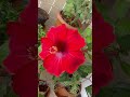 hibiscus flower shrees_vlog shree short garden gardening