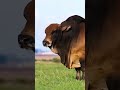 qurbani cow emotional video eid mubarak qurbani cow