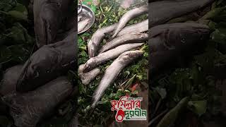 কুমিল্লার পদুয়ার বাজার বিশ্বরোড অবস্থিত মাছ বাজার | Fish market | Paduarbazar,cumilla।