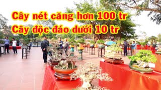 Những cây đẹp, phong cách đặc biệt không đụng hàng, triển lãm cây cảnh, sanh nam điền, si