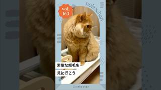 「誰かに似てる⁉️」 #nekochan #猫 #ねこ #ねこのいる暮らし #ねこ部 #ilovemycat #catlover （VOICEVOX Nemo）