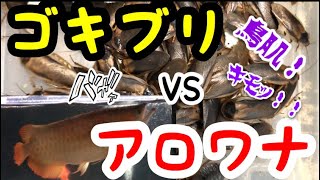 【キモすぎる！】ゴキブリvsアロワナ　衝撃映像すぎた⁉︎その名はデュビア。