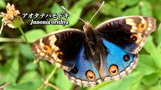 目玉模様 沖縄の蝶 アオタテハモドキ Junonia orithya    butterfly insect