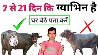 घर बैठे पता करें 7 से 21 दिन कि ग्याभिन है गाय भैंस देखकर ही बता देंगे! pregnancy diagnosis buffalo!