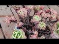 多肉植物资料10 碧桃 echeveria peach pride