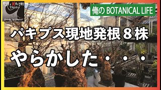 なんてこった！パキプス現地発根株８株の発根管理でやらかす　オペルクリカリアパキプスの現地発根株は簡単に発根するのか？