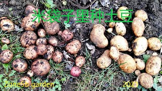 米袋子里种点土豆 harvesting potato from rice bags