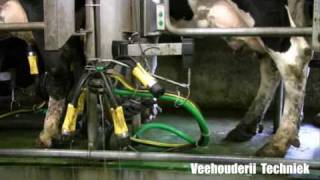 Mechaman's ADF system milks cows