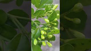 盆栽1000种植物｜217 九里香#gardening #flowers #plants