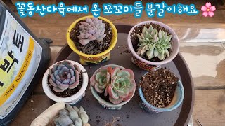 24.8.22 🌸꽃동산다육에서 온 쪼꼬미들 여주콩순이에 분갈이해요🌸 꽃동산다육 010 3939 4304 사박토 010-3436-6631