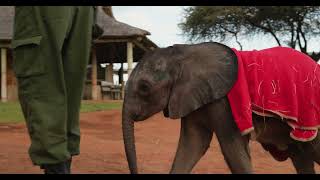 Meet Wangalla the Orphaned Elephant | Sheldrick Wildlife Trust