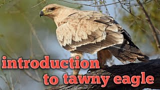 introduction to tawny eagle||falconry art of kings