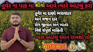 તુવેર ના પાક વિશે માહિતી | રોગ જીવાત અને ખાતર | ભરાવદાર અને વજનદાર દાણા | Tuver | fertilizer