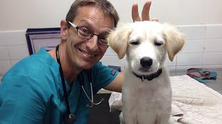 Vet Becomes Best Friends With All The Dogs ❤️