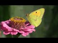 stunning and dazzling flowers 4k ultra hd video will surely attract you. let s watch