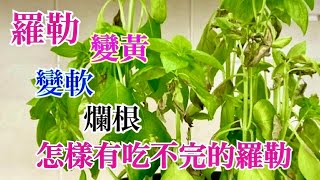 怎樣拯救、繁殖和有吃不完的羅勒？羅勒掉葉、變黑、爛根？快看！#羅勒怎樣繁殖 #罗勒怎么繁殖 #九層塔怎麽繁殖 #九層塔￼ #羅勒 #￼￼罗勒￼ #basil #羅勒怎麼養 #九層塔種植法 #罗勒怎么养