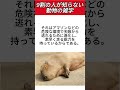 9割の人が知らない動物の雑学 雑学 豆知識 shorts