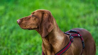 How to Care for a Bloodhound: Common Health Issues to Look Out For