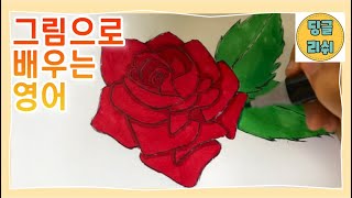 Flower | English Words | English Learning | Rose, Tulip, Sunflower, Lily Drawing