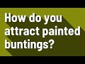 How do you attract painted buntings?